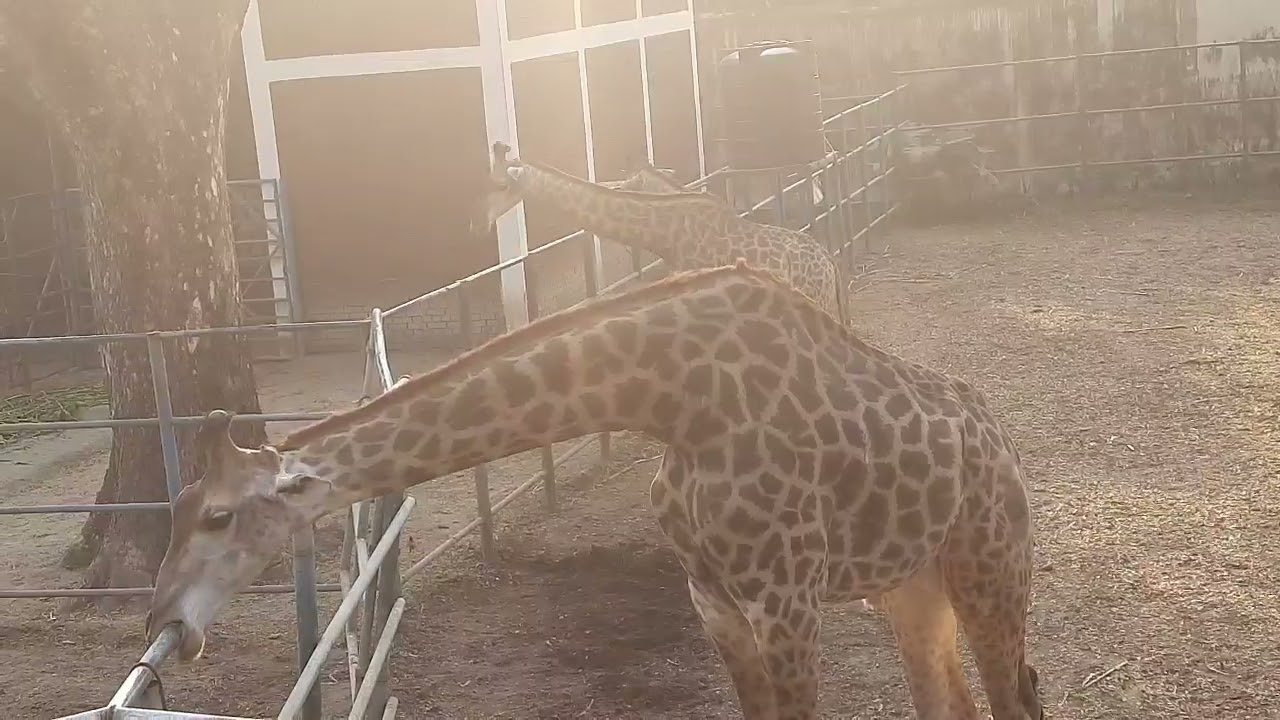 Giraffe activities in zoo