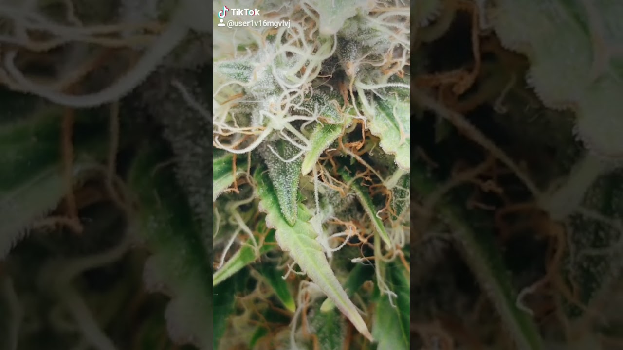 Beautiful AK47 Buds - Final Weeks of Flower - Heavy Trichome Production - Legal Cannabis Grow Tips