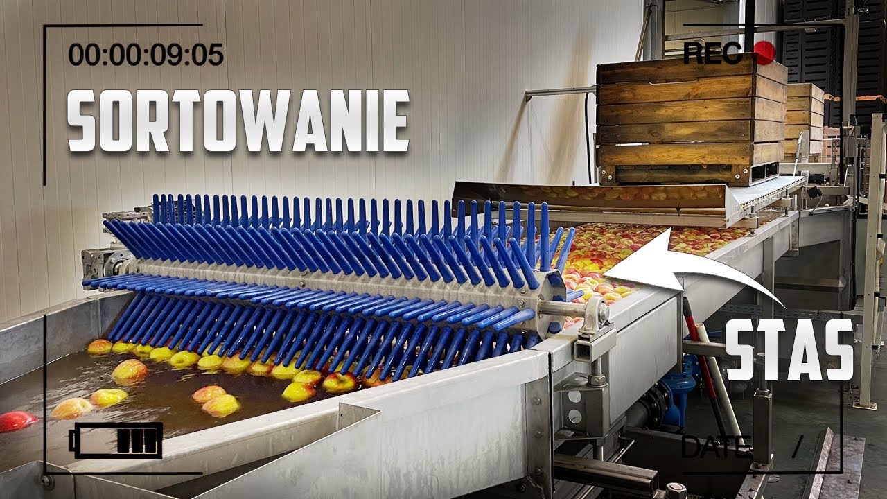 SORTOWANIE JABŁEK! AWETA HSG + STAS COMPACT WATER DUMPER! GOSPODARSTWO SADOWNICZE STAŃCZAK