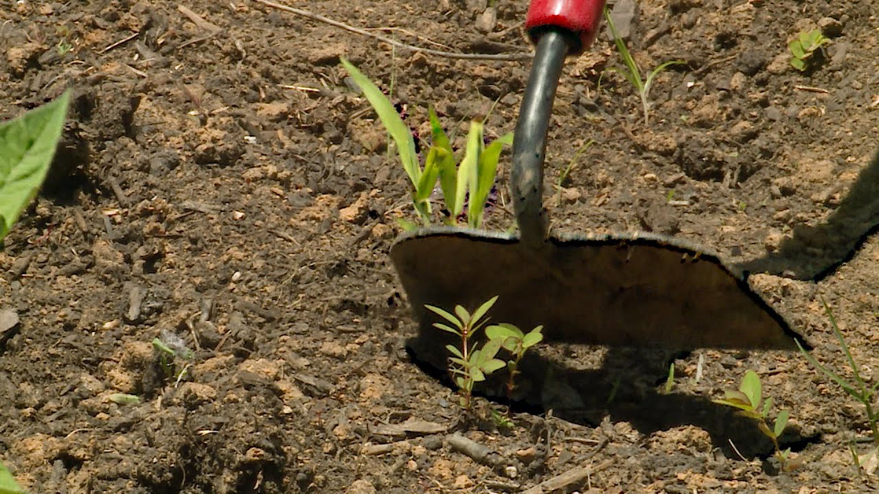 Using a Hoe for Weed Control &ndash; This Week in the Garden