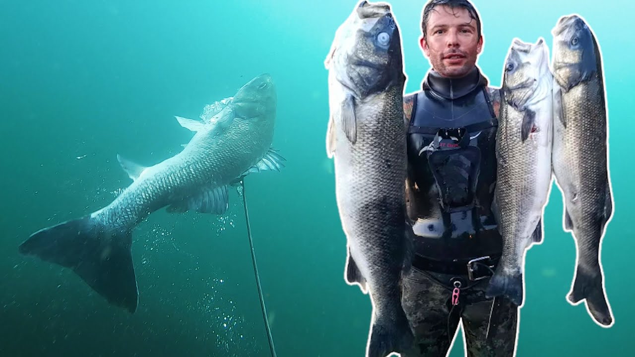 Pescasub - Robalos (Verão 2021) Parte 2