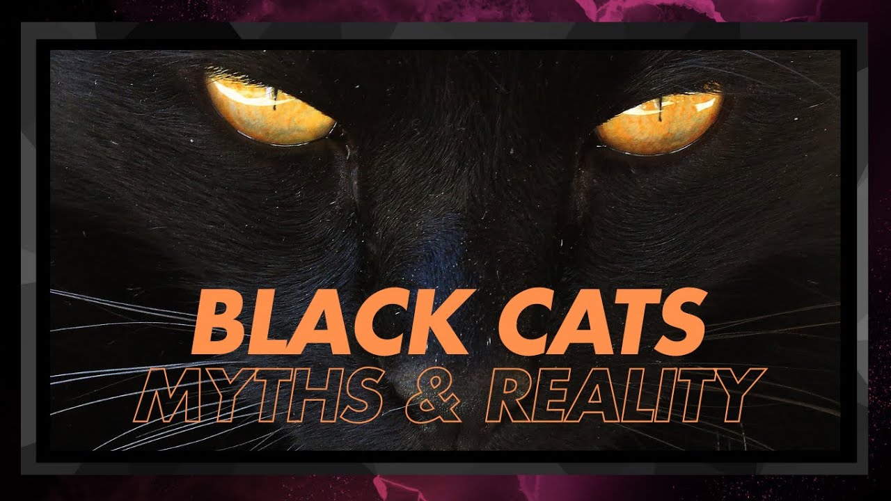 Myths & Realities About Black Cats! 🐾