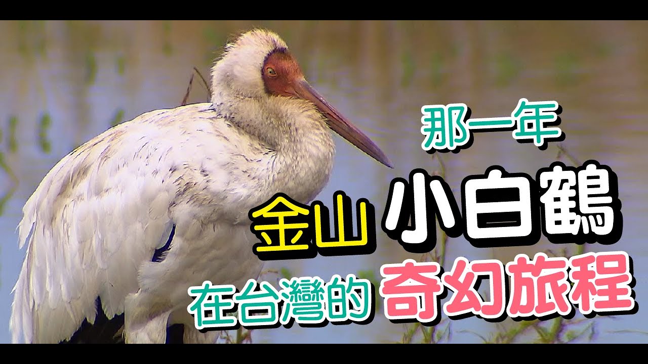 西伯利亞小白鶴的台灣迷途.人鳥情改變了金山的生態保育-一步一腳印