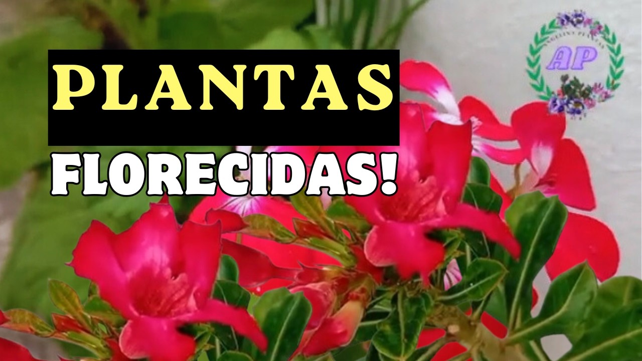 FLORES Hermosas, JARDIN En Marzo!#garden #flowers #plants