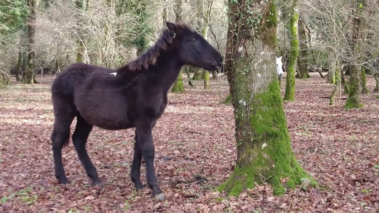 The Horse Ethogram:  grazing on ivy