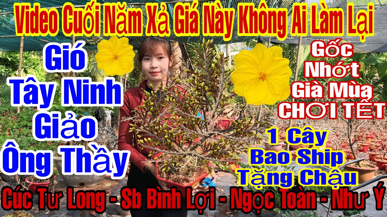 19/12âL☎️0375242517☎️🌲Mai Vàng Chơi Tết Giá Rẻ🌲Cúc Tư Long-Bình Lợi-Như Ý-Siêu Nụ-Thọ Hương…🌲