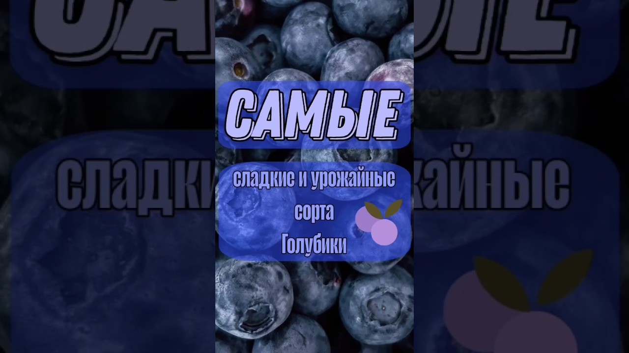 САМЫЕ ЛУЧШИЕ СЛАДКИЕ И УРОЖАЙНЫЕ сорта голубики