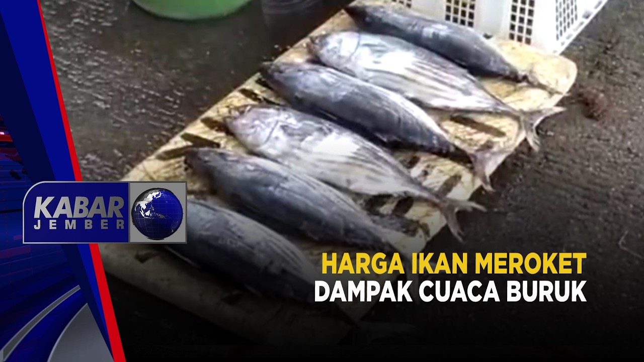 Harga Ikan Meroket Dampak Cuaca Buruk | KABAR JEMBER