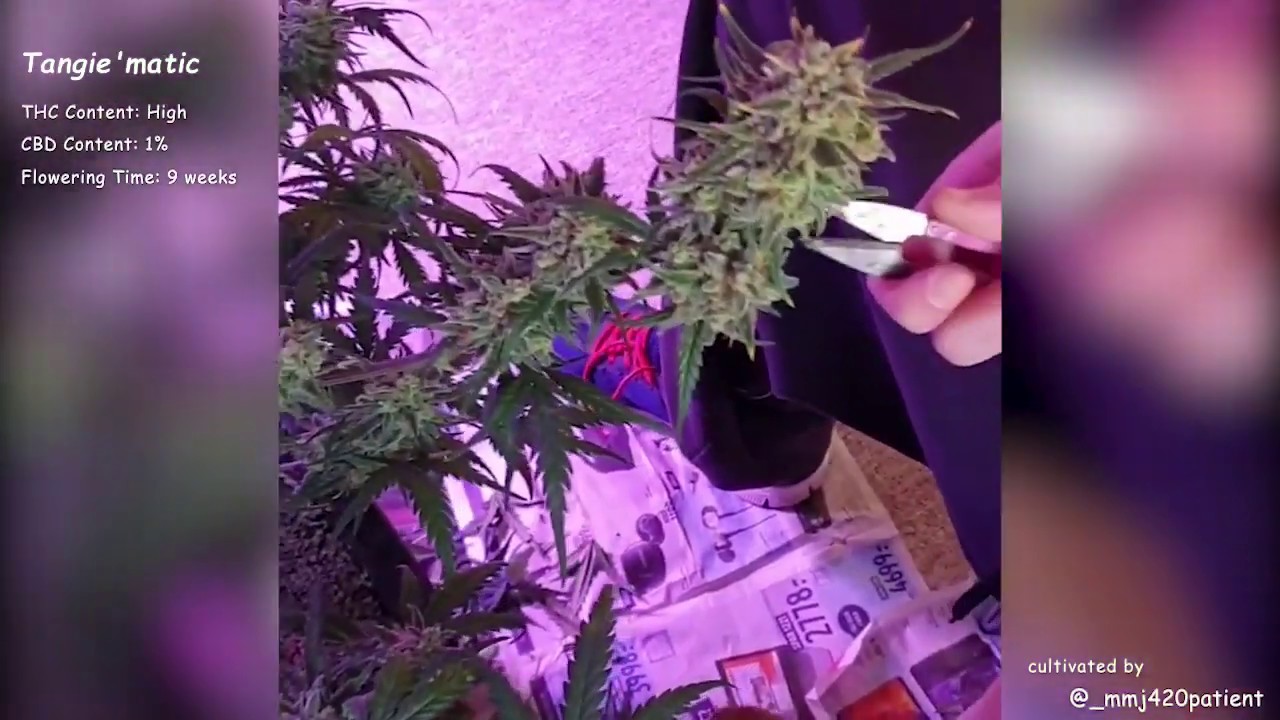 Tangie'matic Auto//Fast Buds Seeds//Grow Compilation
