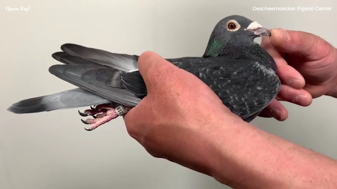 Tough Pigeon Breed - Descheemaecker Pigeon Center