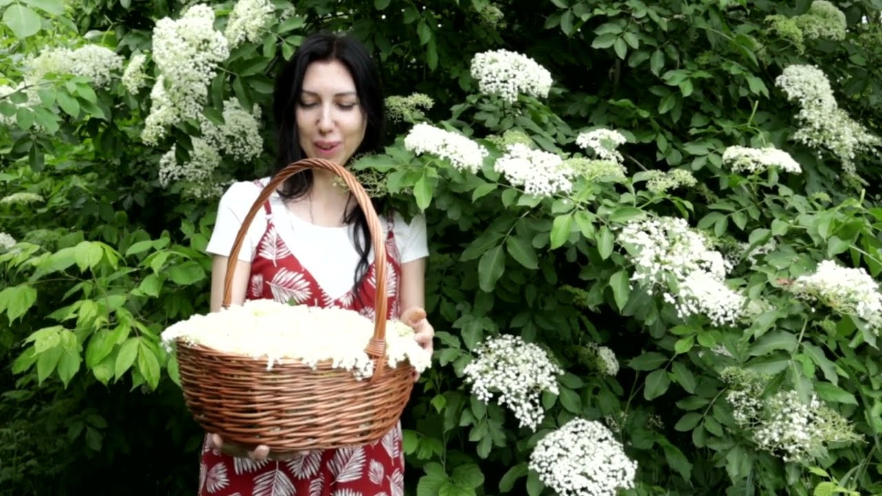 Цветет бузина черная, как не спутать с ядовитой бузиной красной.