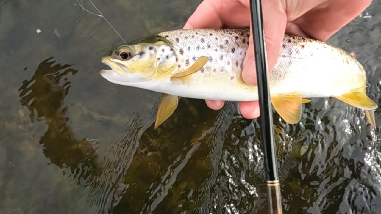 Trout flyfishing on  the river Maigue Adare,  fishing  wet flies. @stevesgonefishing