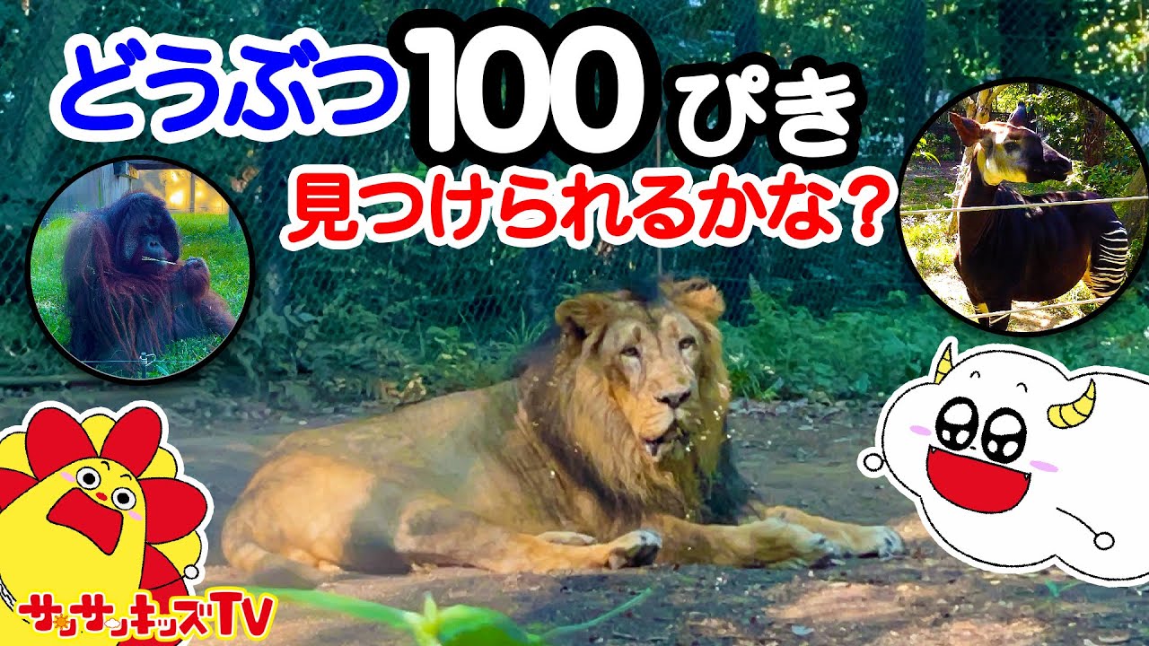 【アニア】動物100匹に会えるまで帰れません！ライオンにゴリラ！大量のかわいい生き物が大集合！アニアキングダム・よこはま動物園ズーラシア★子供向け知育教育★サンサンキッズtv★