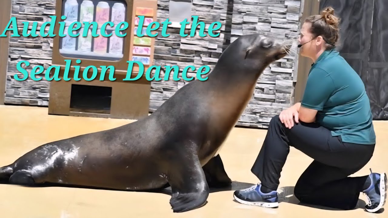 Sealion did a lovely dance by the Audience. #sealions #seaworld #sealife #sandiego @everyone