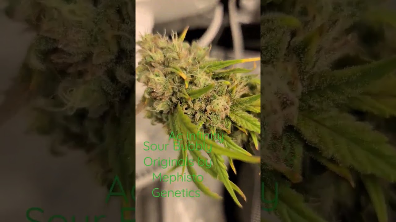 2x3 Ac infinity autoflower setup