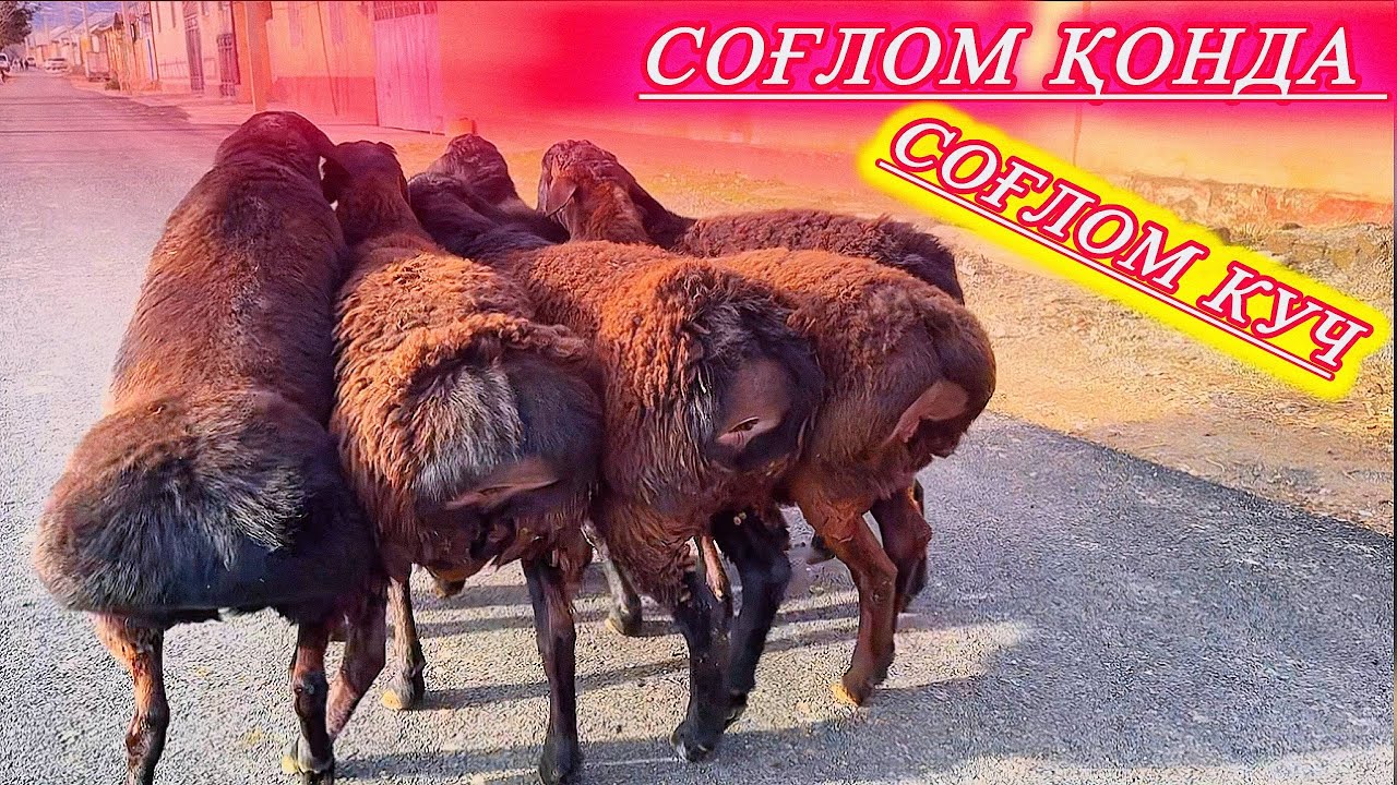 ҚЎЧҚОР ТАНЛАШДА ЭТИБОР БЕРАДИГАН ЖИХАТЛАР 
