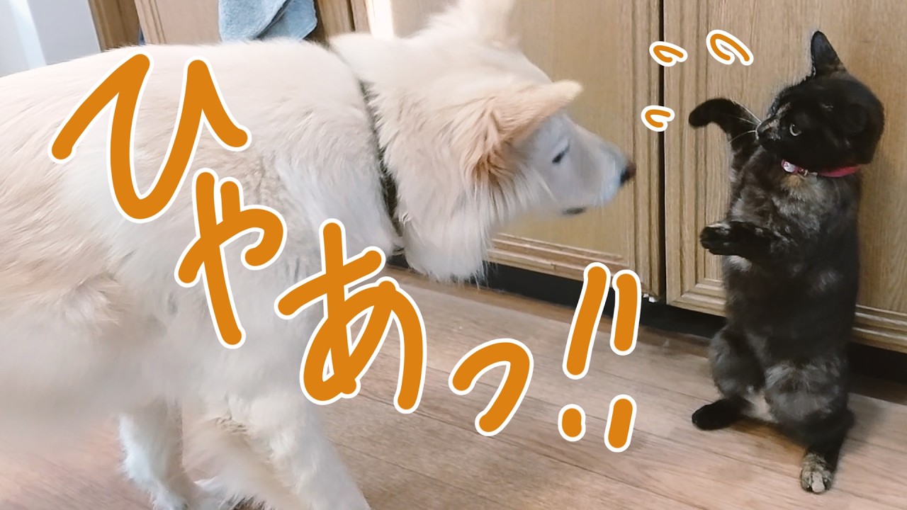 ひゃあっ！