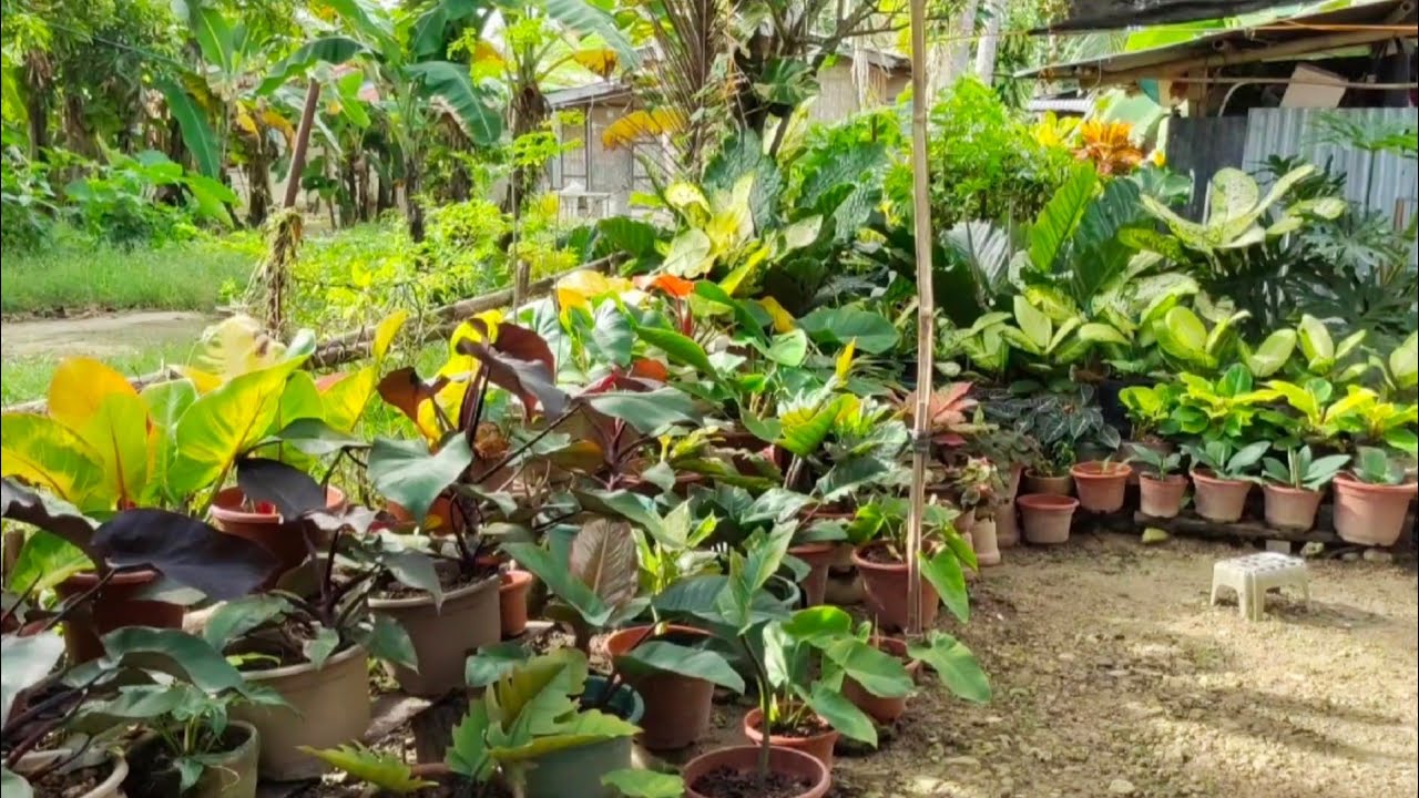 GARDEN TOUR|| House of rare and common plants/Beautiful garden ideas
