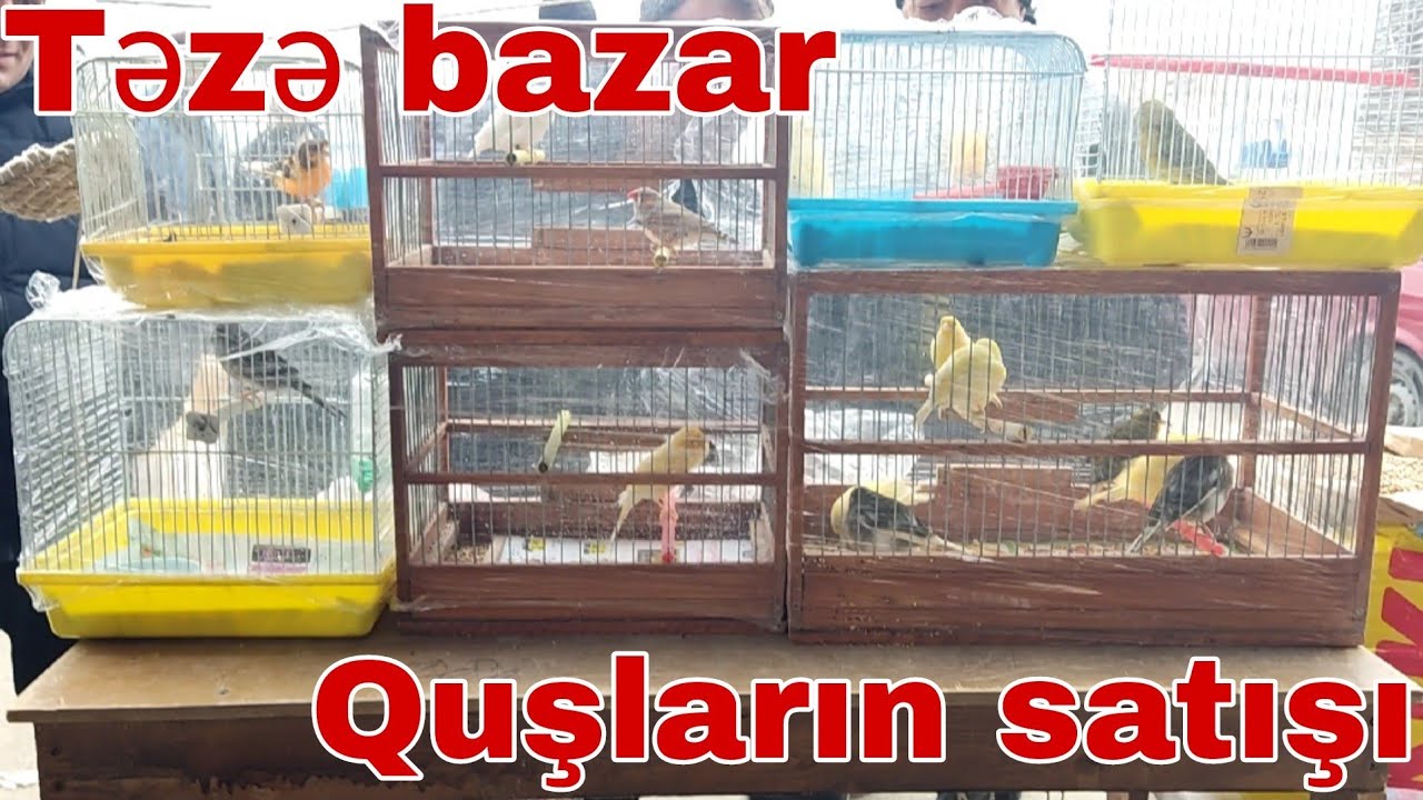 Təzə bazar Quşların satışı 09.01.22 #mubarizemintv