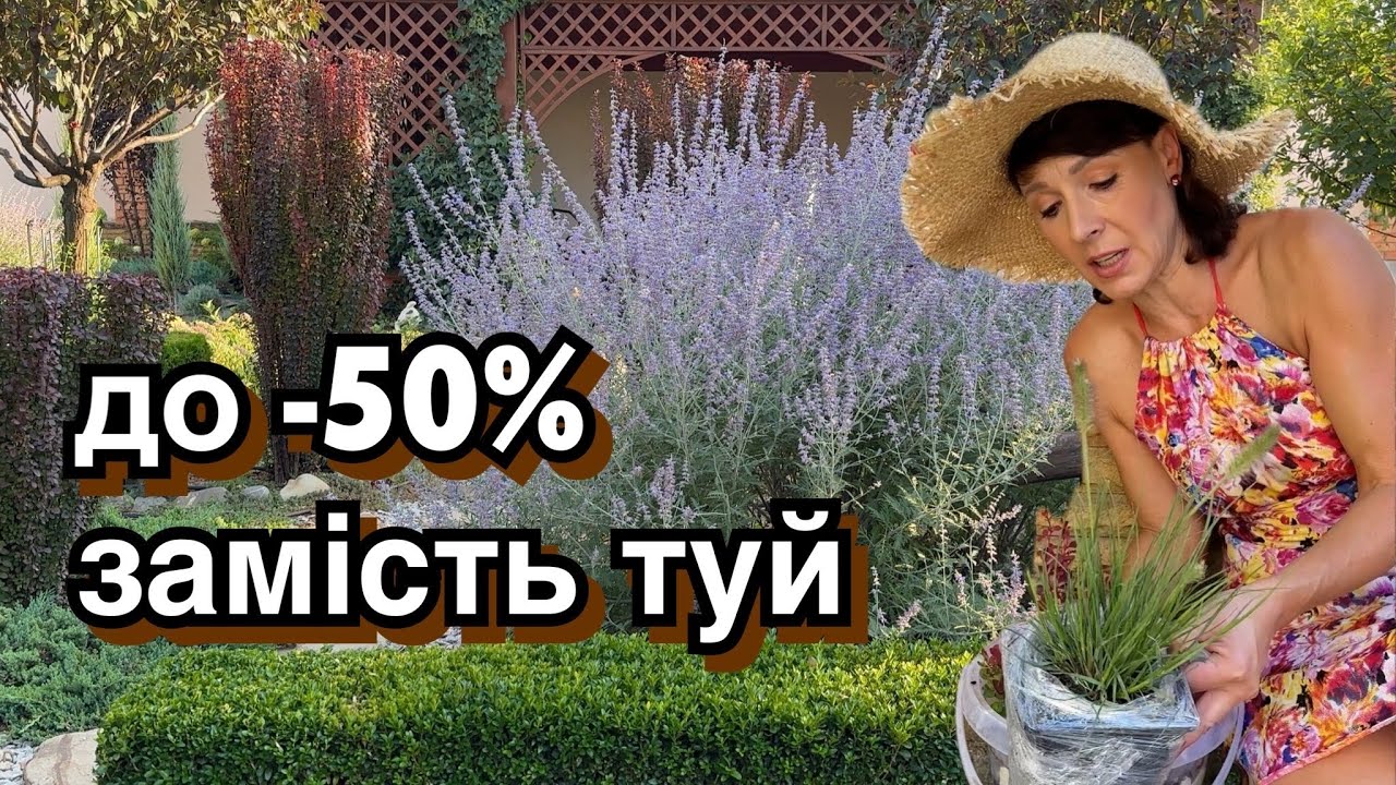 Що отримала -посаджу замість туй. Саджанці перовскії теж прийшли