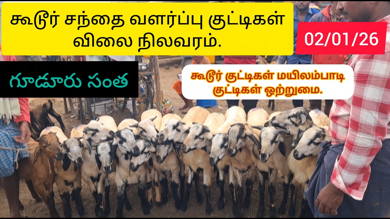 இந்த வருடத்தின் முதல் கூடூர் சந்தை எப்படி இருந்தது,గూడూరు సంత.Gudur Market.#gudur #sheep #ongole