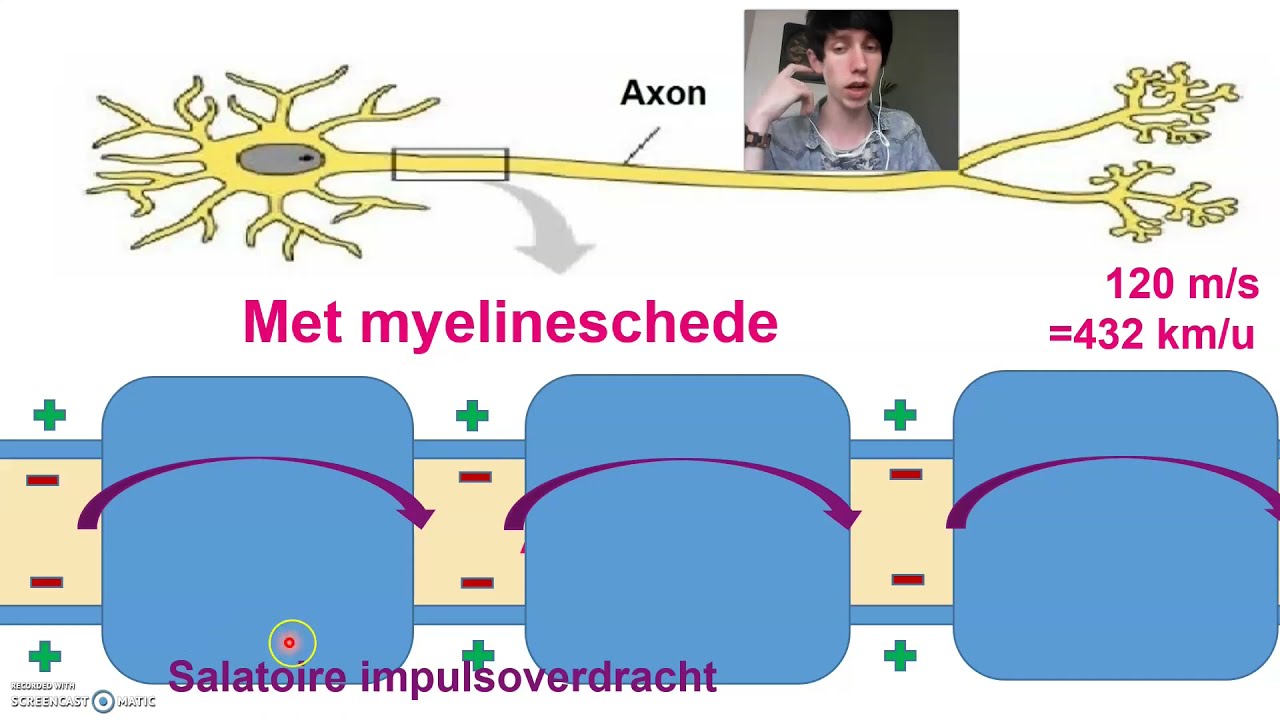 V5 | 14.3 impulsgeleiding