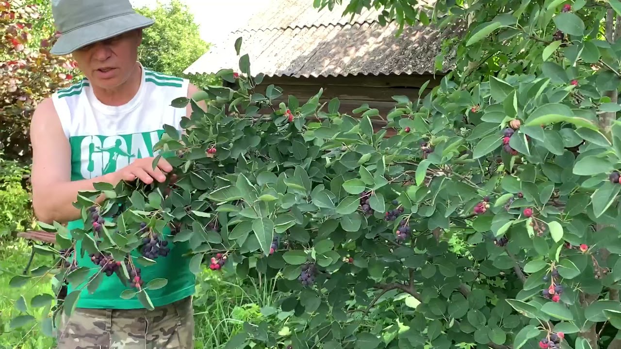 ИРГА КАНАДСКАЯ в каждый сад,  100 % ЭКО ягода