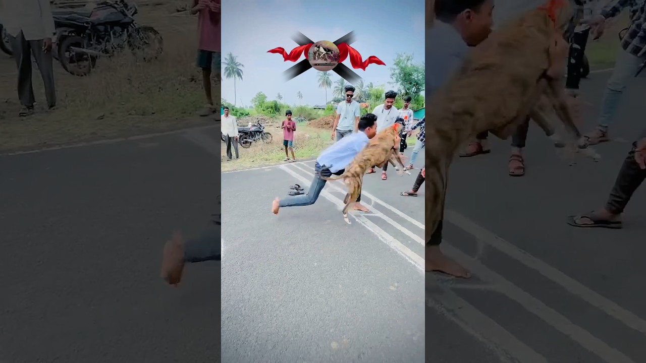 Dog race kolhapur🚀😱 || kolhapur dog racing / dog race maharashtra || 