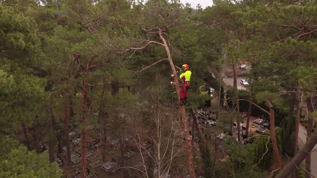 Wycinka drzew trudnych na cmentarzu Arborysta  Betula Usługi Arborystyczne Mariusz Klimiuk