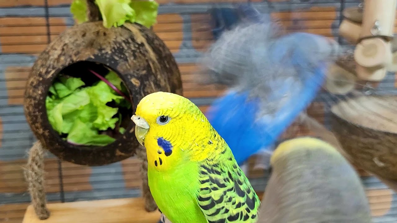 relaxing budgie sounds