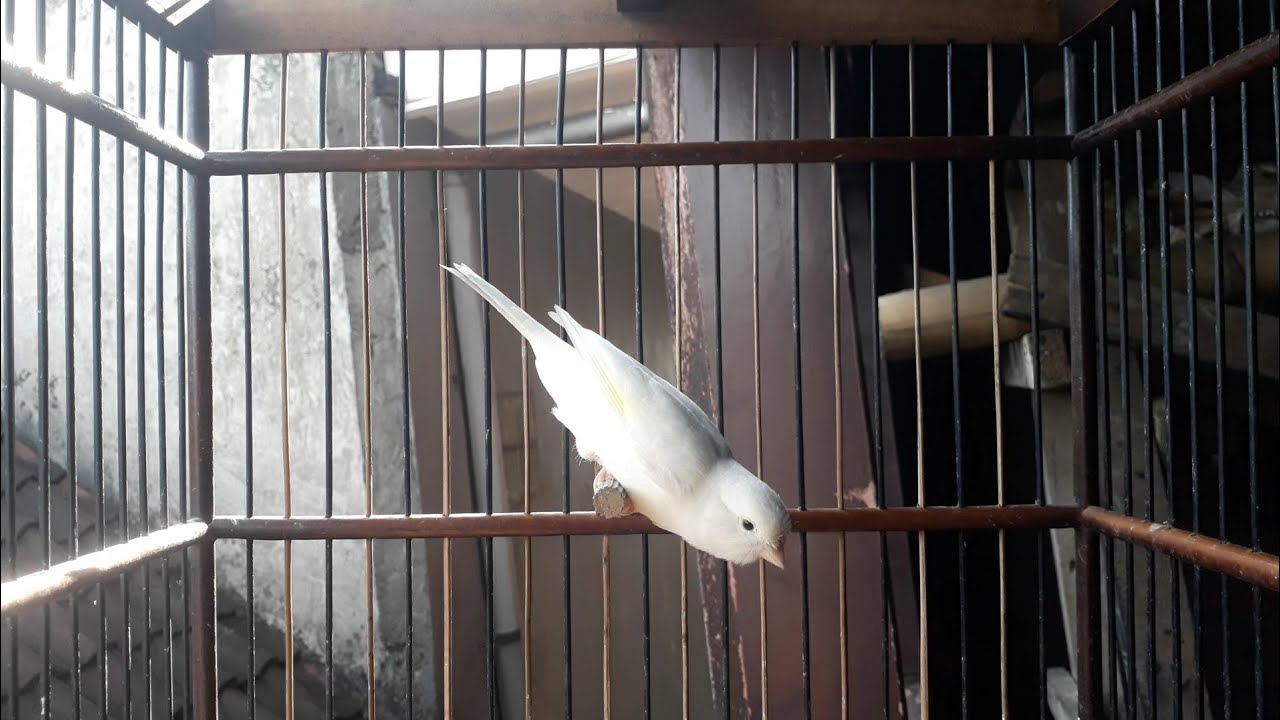 Masteran Kicau Burung Kenari Warna Putih Untuk Memancing Kenari Bahan Agar Cepat Bunyi