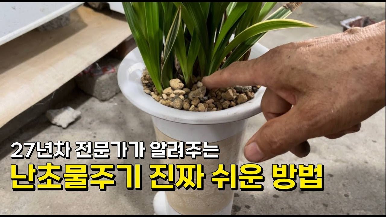 [ 대전조경, 대전꽃집 ]난초물주기 난물주기 저면관수 산목꽃조경 간단한물주기