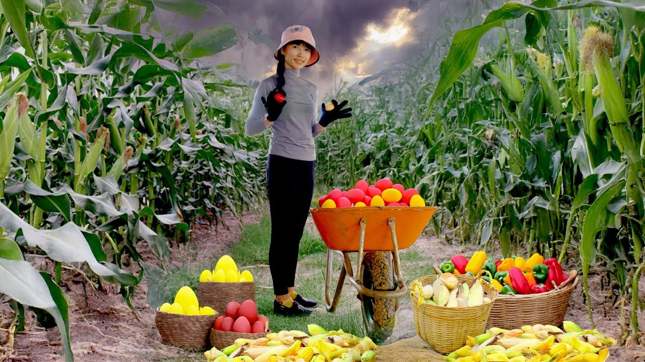 Country Girl Harvests, Sells, Cooks: Golden Eggs, Corn, Bell Peppers – Gardens, Raises Livestock