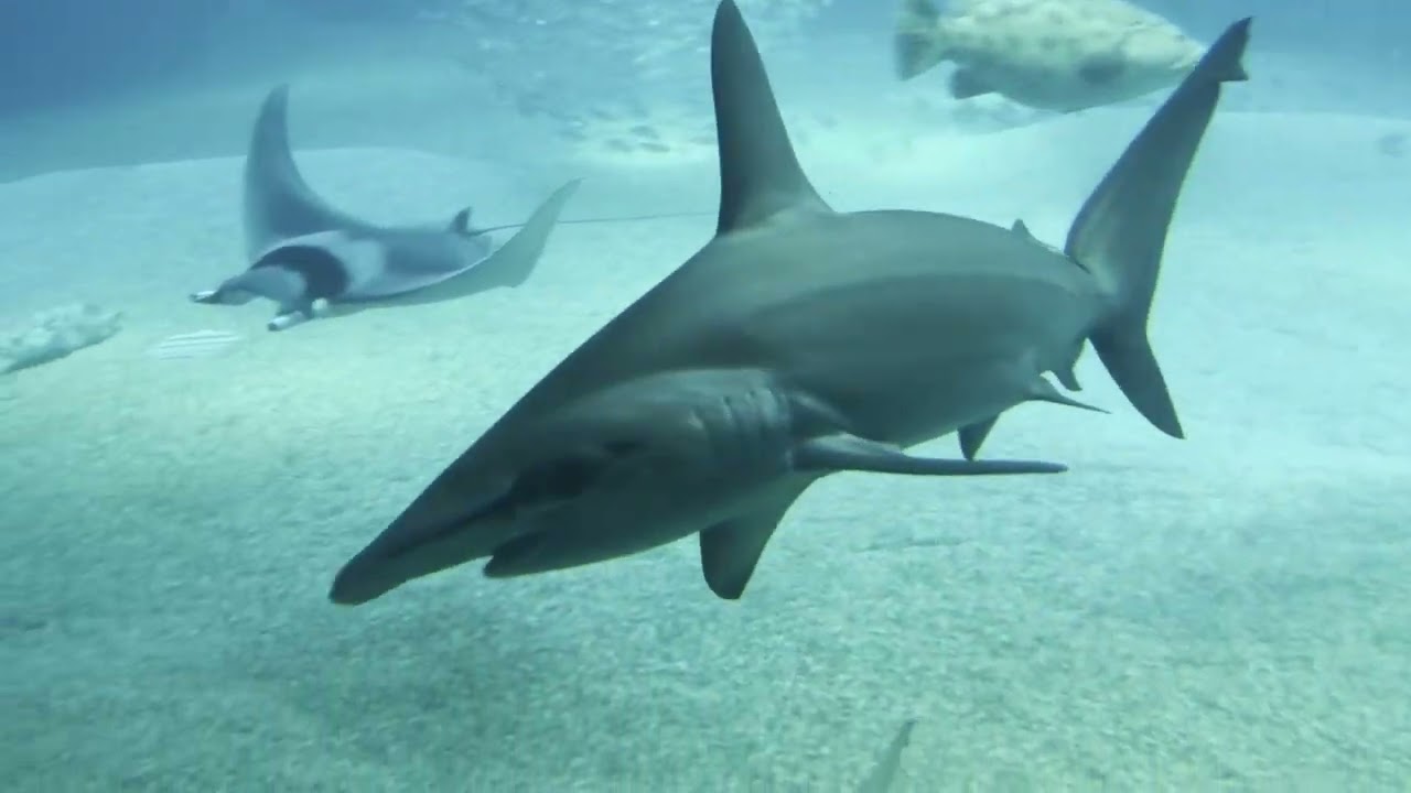 Kaiyukan Aquarium at Osaka Bay