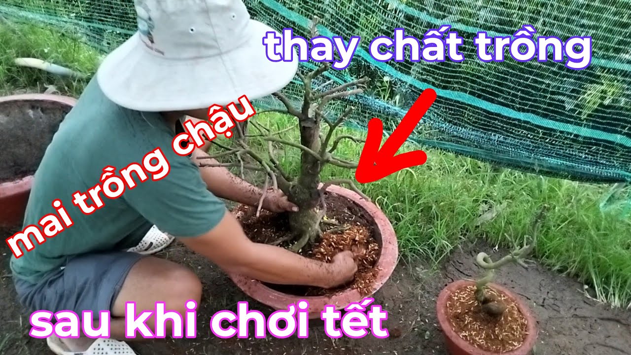 6/1al ,Vô chậu,thay chất trồng sau khi chơi tết.luu ý chất trồng.