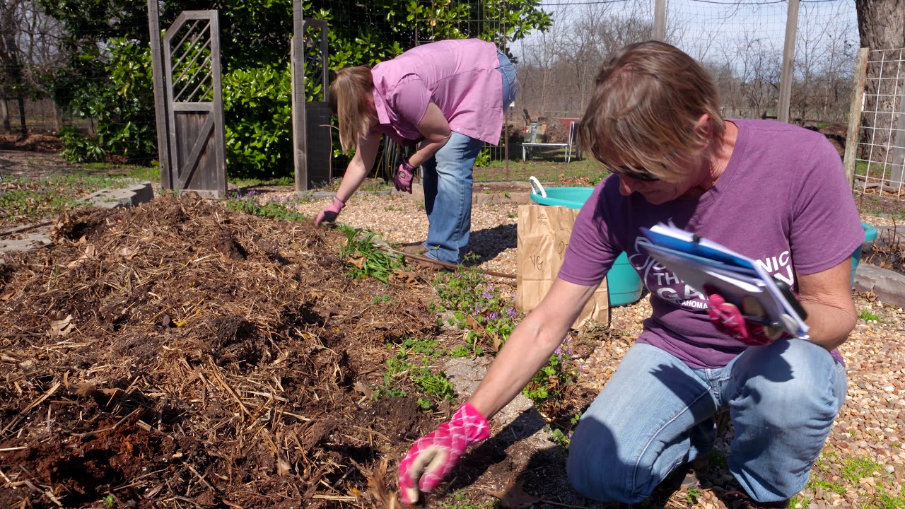 Using old straw bale to help plant potatoes