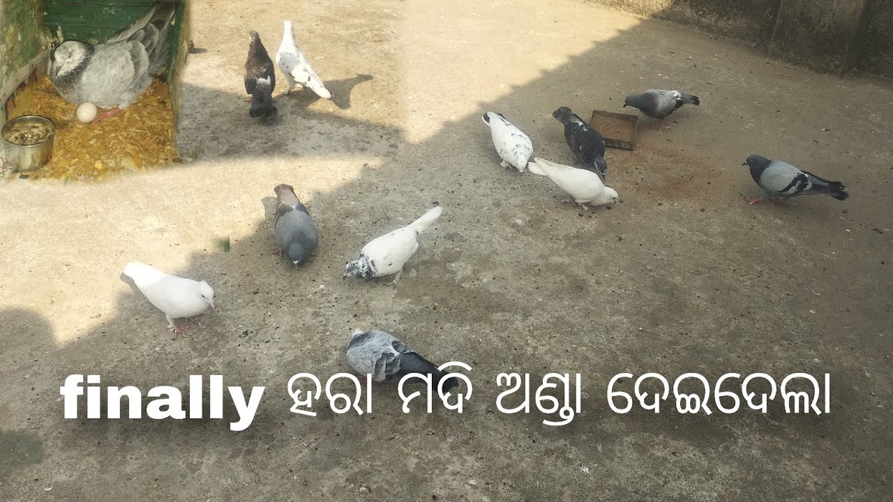 finally ହରା ମଦି ଅଣ୍ଡା ଦେଇଦେଲା /#65/#viral #kabootarloft05 #pleasesubscribe