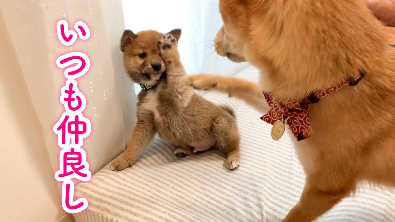 柴犬の子犬がやってきた頃と今の様子、あんまり変わらなかったw