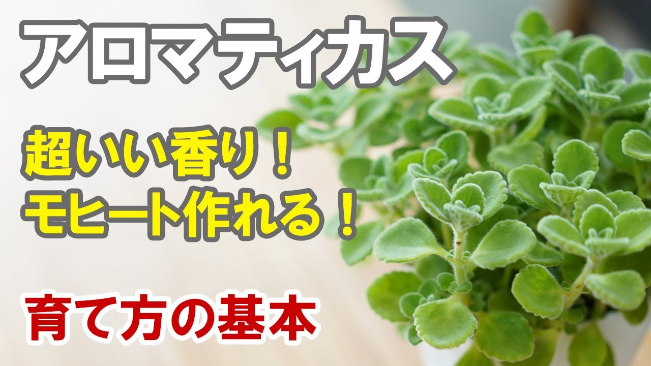 アロマティカスの育て方　プニプニ可愛いハーブは食べられる！ 剪定や冬越しのお話も。