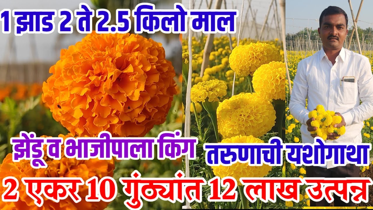 2 एकर 10 गुंठ्यांत 12 लाख उत्पन्न,झेंडू व भाजीपाला किंग तरुणाची यशोगाथा,Marigold_sheti,visionvarta