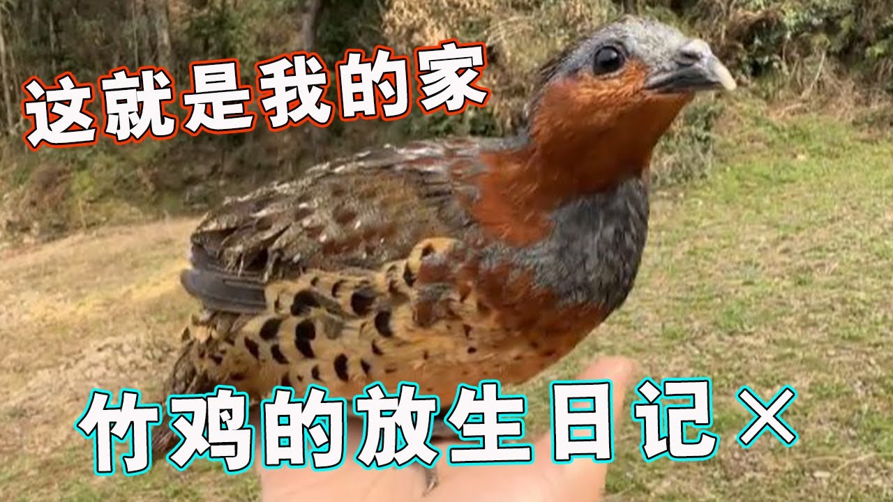 山上偶遇竹鸡群，本想放鸡哥回归大自然，可是它太傻了！【天下一场梦】