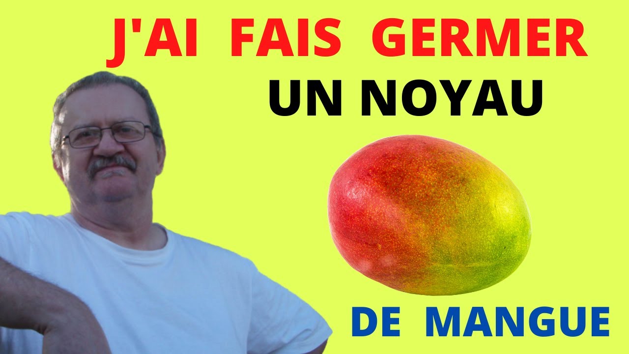 J'ai fais  germer un noyau de MANGUE