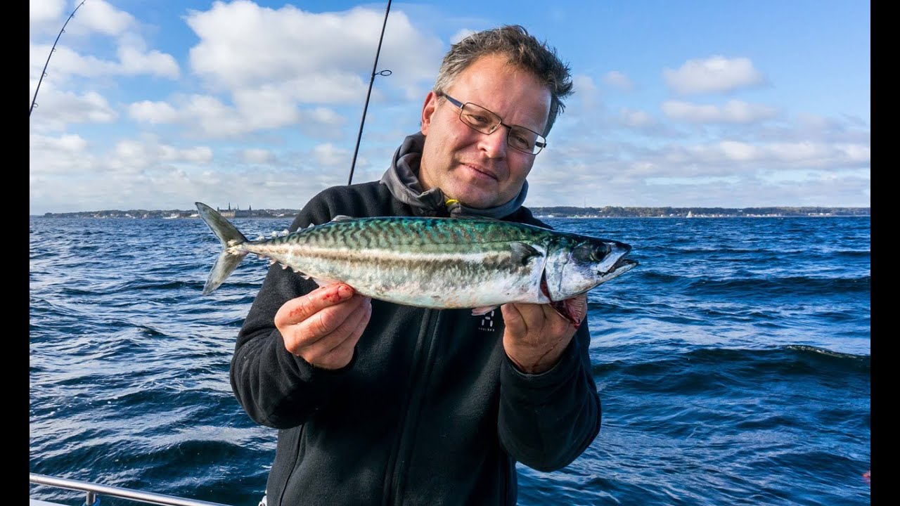 Magnum makrel, flåd mede på Øresund - oktober 2013