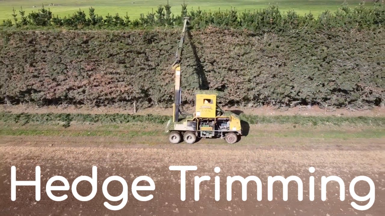 Hedge trimming | Trimming Pine trees NZ