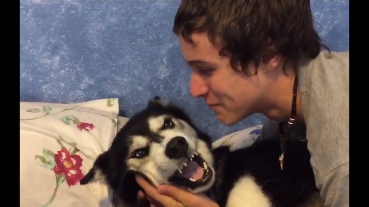 Siberian Husky, Tala, Doesn't want a Kiss