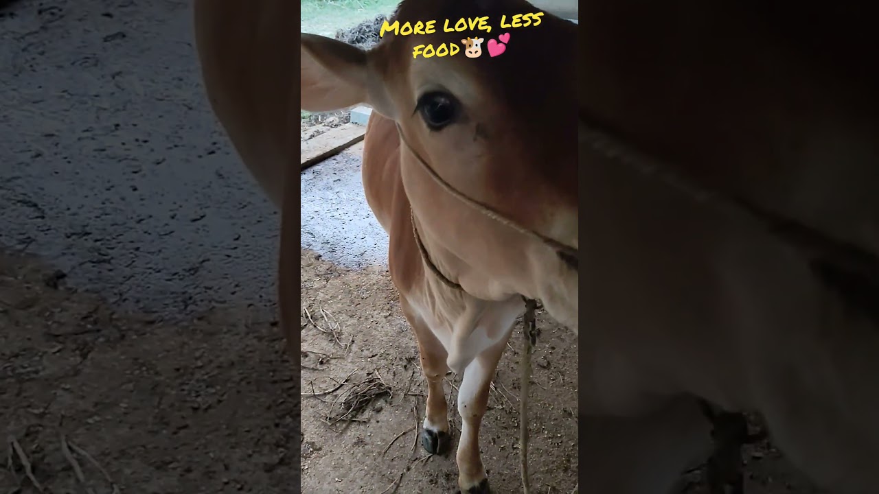 Food vs My Hand… Guess Who Won?? 😍🐄🤣