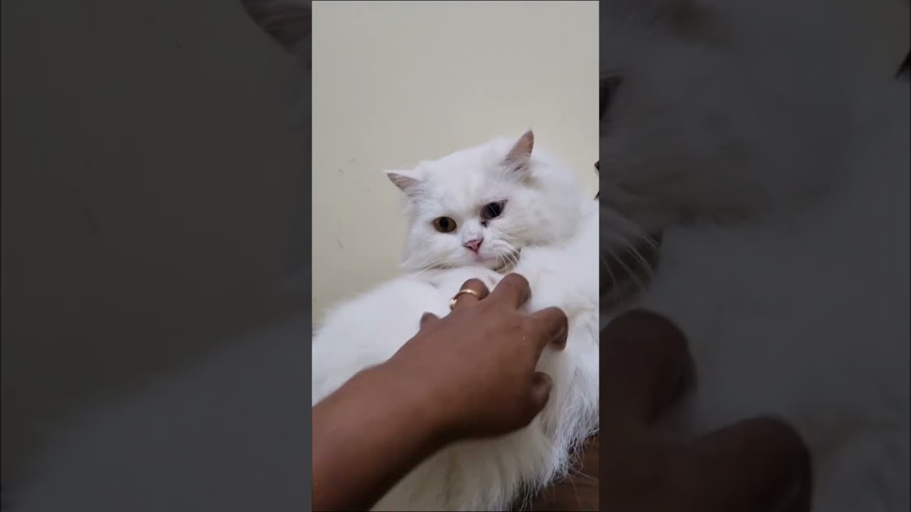 Adorable cats ❤️  #catvideos 