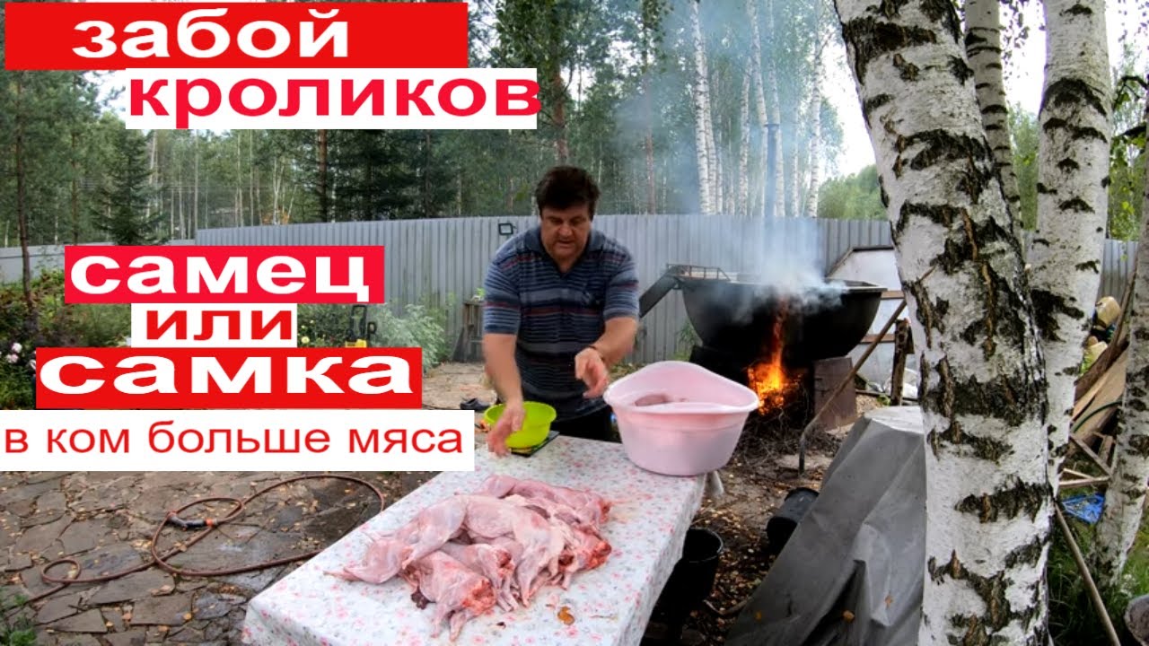 забой кроликов. самец или самка, в ком больше мяса