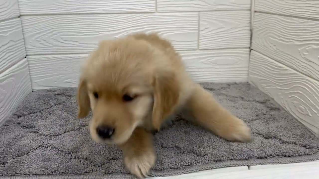 199960 ゴールデンレトリーバー ペットショップ犬の家＆猫の里七宝店
