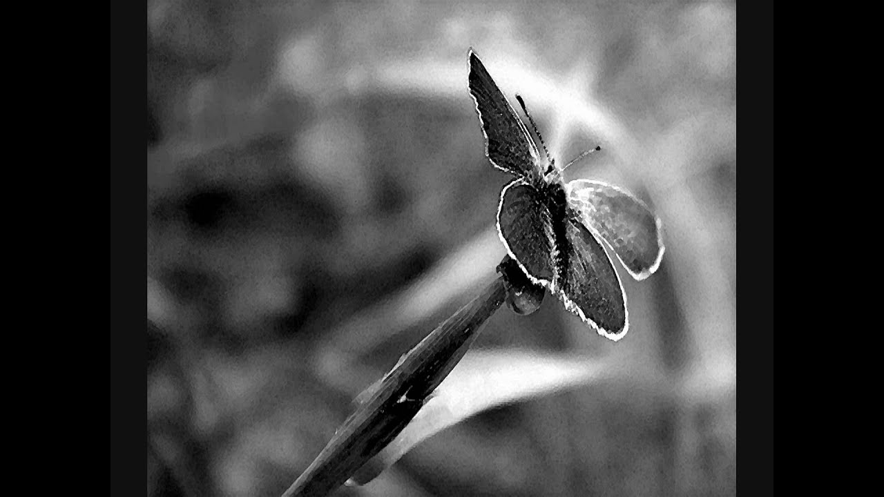 LA NATURA IN BIANCO E NERO